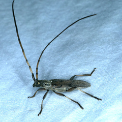 Didymocantha obliqua