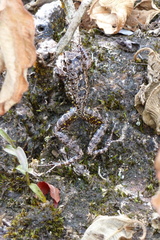 Thoropa miliaris
