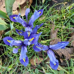Iris reticulata