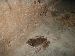 Thoropa miliaris