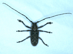 Symphyletes nodosus