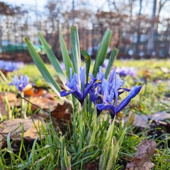 Iris reticulata