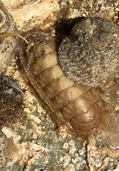 Ischnochiton cariosus
