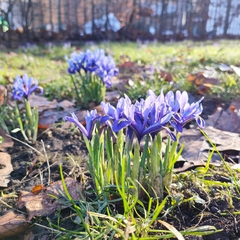 Iris reticulata