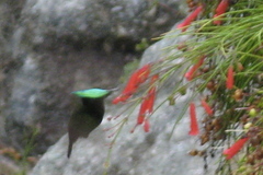 Orthorhyncus cristatus