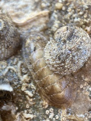 Ischnochiton cariosus