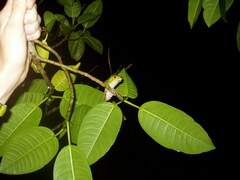 Phyllomedusa burmeisteri