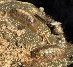 Ischnochiton cariosus