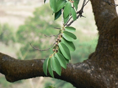 Bridelia retusa