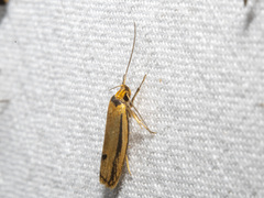 Oecophoridae