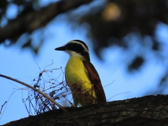 Pitangus sulphuratus