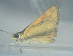 Taractrocera
