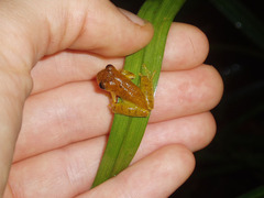 Dendropsophus minutus