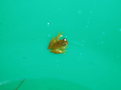 Dendropsophus minutus