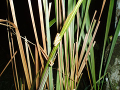 Dendropsophus minutus