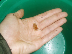 Dendropsophus minutus