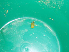 Dendropsophus minutus