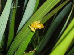 Dendropsophus minutus