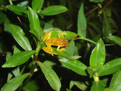 Dendropsophus minutus