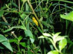 Dendropsophus minutus