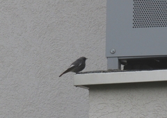 Phoenicurus ochruros