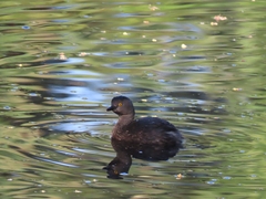 Tachybaptus dominicus