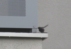 Phoenicurus ochruros