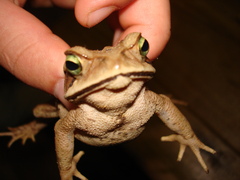 Rhinella ornata