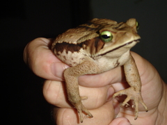 Rhinella ornata