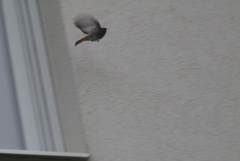 Phoenicurus ochruros