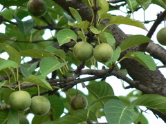 Meyna laxiflora