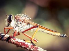 Colepia rufiventris