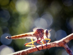 Colepia rufiventris