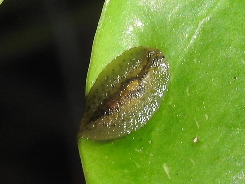 Athoracophoridae