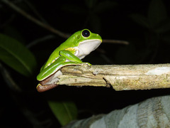 Phyllomedusa burmeisteri