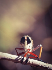 Colepia rufiventris