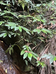 Elatostema reticulatum
