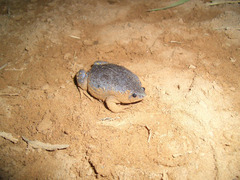 Elachistocleis cesarii