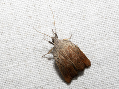 Tortricopsis pyroptis