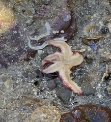 Allostichaster polyplax