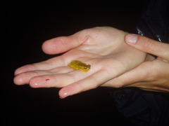 Dendropsophus minutus