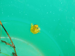 Dendropsophus minutus