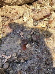 Allostichaster polyplax