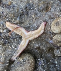 Allostichaster polyplax