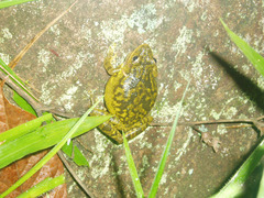 Scinax fuscovarius
