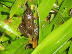 Physalaemus cuvieri