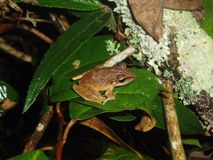 Physalaemus cuvieri