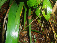 Physalaemus cuvieri