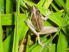 Physalaemus cuvieri