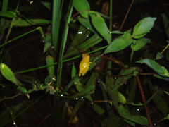 Dendropsophus minutus